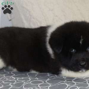 Archer, Akita Puppy
